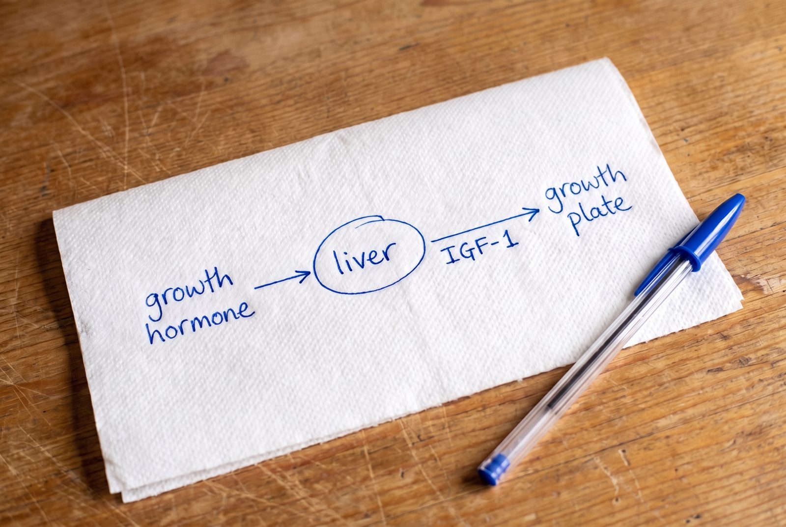 A hand-drawn diagram on a paper towel: growth hormone, liver, IGF-1, growth plate