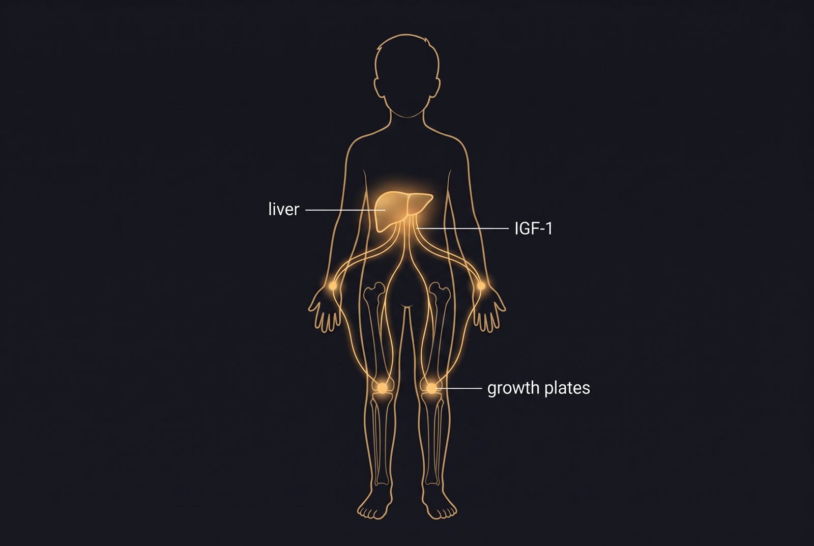 Illustration: IGF-1 made in the liver reaches the growth plates