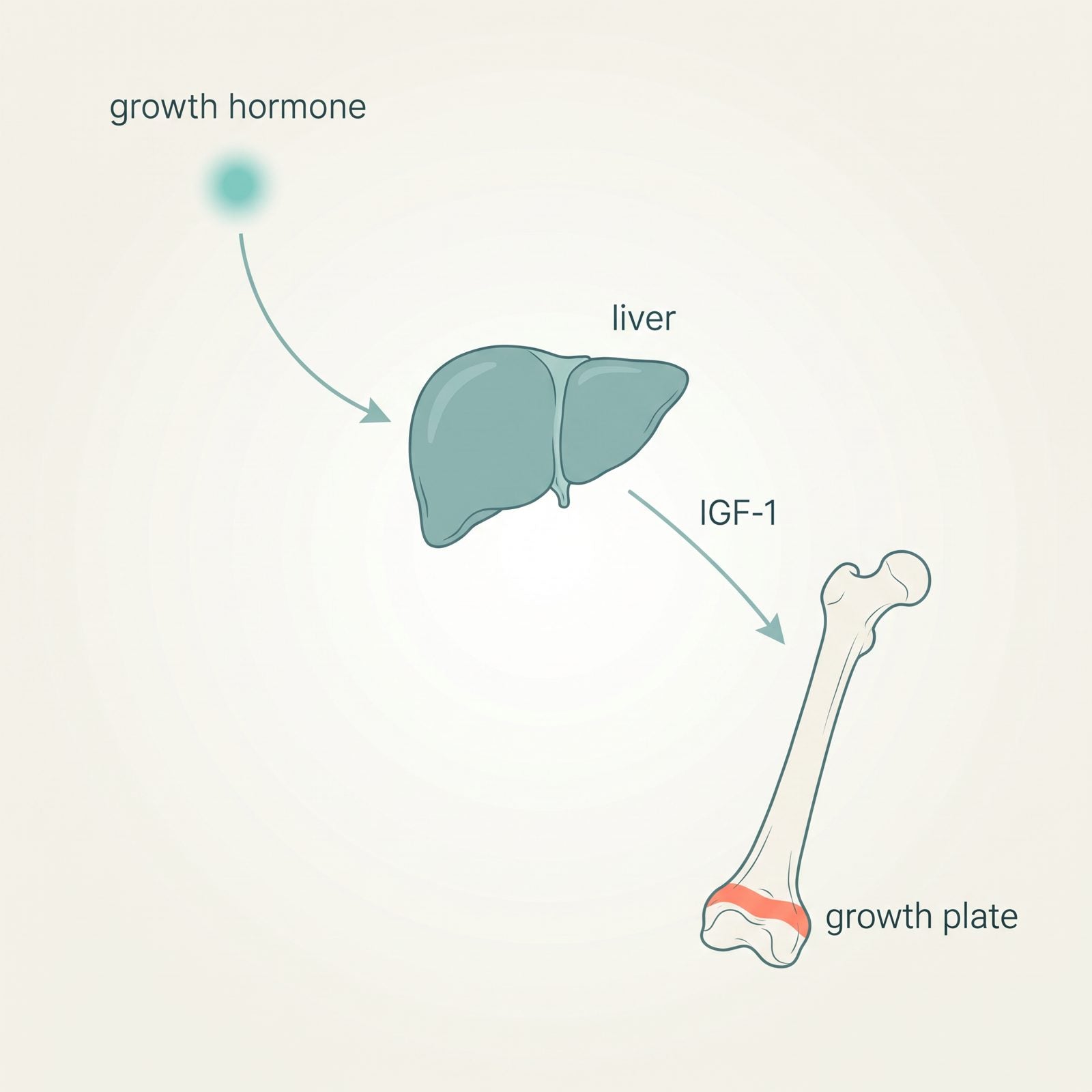 Diagram: growth hormone, liver, IGF-1, growth plate