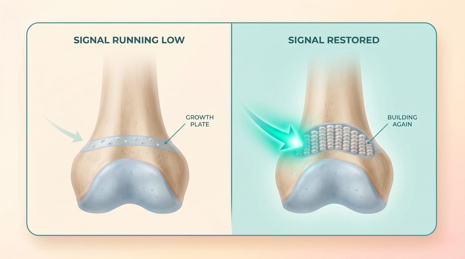 How the growth signal works: a quiet growth plate when the signal runs low, a busy one when it is restored